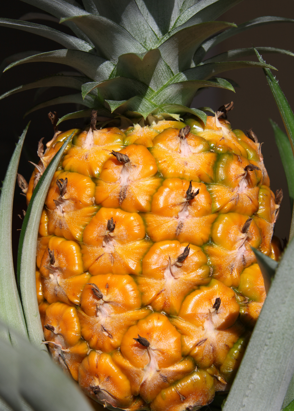 Pineapple 'Elite Gold' (Ananas comosus)