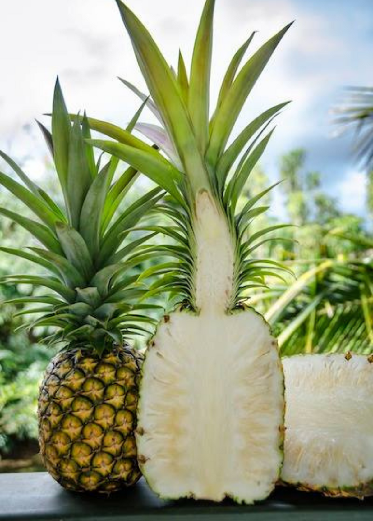Pineapple 'Sugar Loaf' (Ananas comosus)